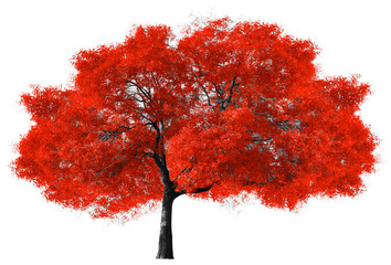Big Red Tree on White Background