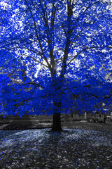 Fototapety  Niebieskie drzewo w czarno-białym krajobrazie