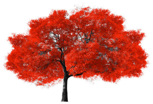 Fototapeta Big Red Tree on White Background