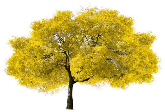 Big Yellow Tree on White Background