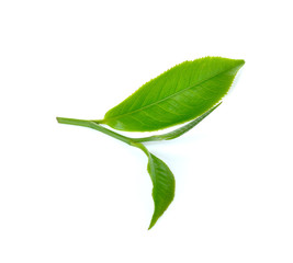 Fototapeta na wymiar green tea leaf on white background