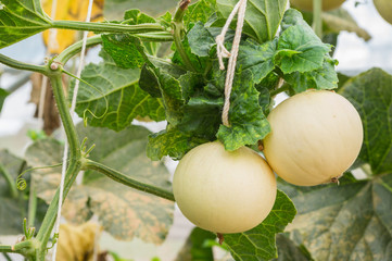 Cantaloupe fruits in greenhouse