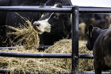 Black Angus crossbred cow eating hay