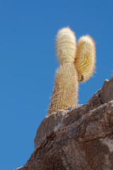 cacti on large rock