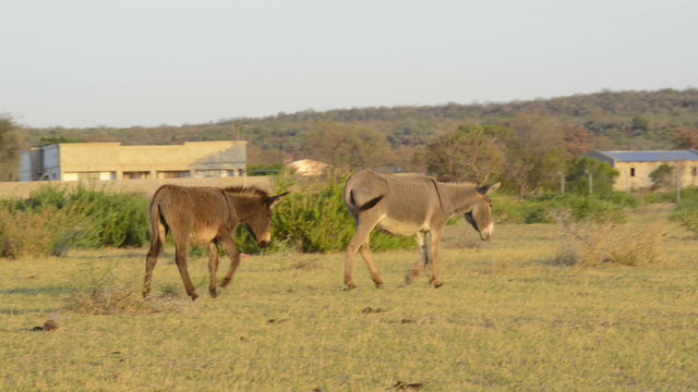 Donkey's roam freely through a rural village in Botswana, Africa in high definition footage