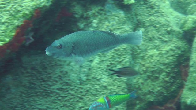 Mediterranean parrotfish (Sparisoma cretense).
