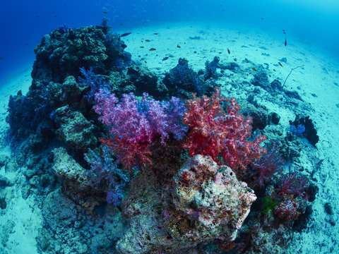 Fototapeta diver wtih reef caral