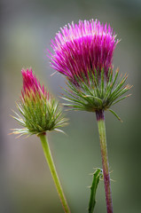 Thistle Flower 