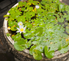white lotus flower in a tub