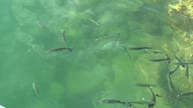 Marine fish gray mullet (Mugil sp.) in shallow water, view through the surface of water.
