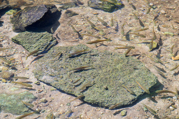 group of fish in clear waterway  at waterfall in rain forest