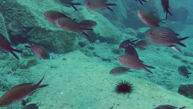 A large flock of Damselfish (Chromis chromis) in the background of the sea floor.
