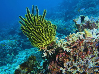 Crinoid, Island Bali