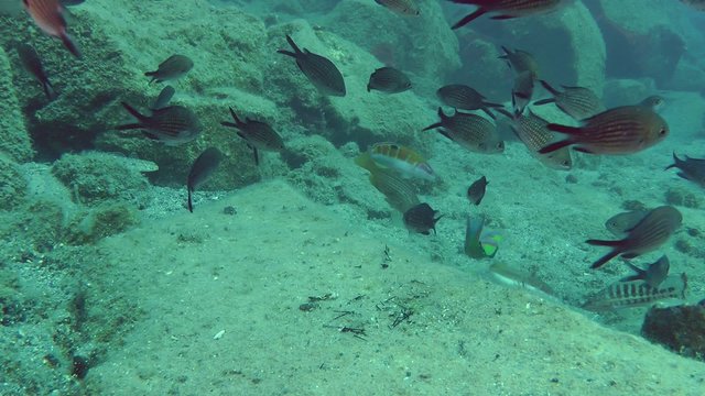 A large flock of Damselfish (Chromis chromis) in the background of the sea floor.
