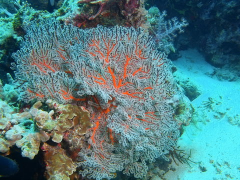 Gorgonian coral, Island Bali