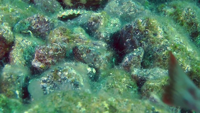Marine fish Comber (Serranus cabrilla) on the background of rocky bottom, and then the fish leaves the frame, close-up.
