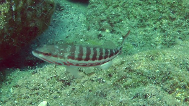 Marine fish Comber (Serranus cabrilla) on the background of rocky bottom, and then the fish leaves the frame.
