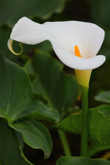 Calla Lily Flower 
