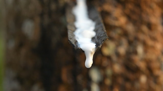 Close-up of the rubber latex drop from a rubber tree