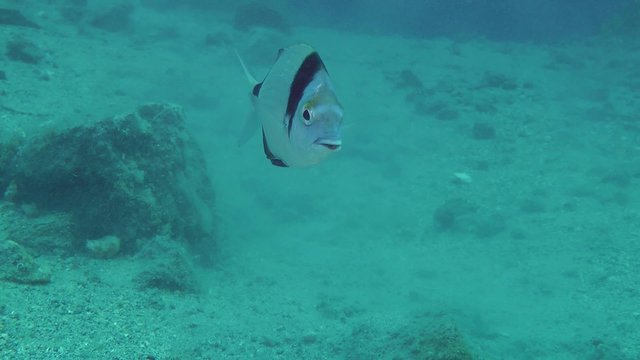 Marine fish Common two-banded sea bream (Diplodus vulgaris) swims slowly, then leaves the frame.
