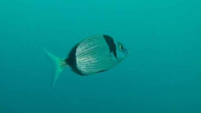 Marine fish Common two-banded sea bream (Diplodus vulgaris) swims slowly, then leaves the frame.
