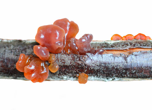 Brown Witches Butter Fungus 