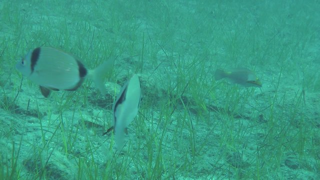 Two marine fish Common two-banded sea bream (Diplodus vulgaris) swims slowly against the background of the sea grass thickets.
