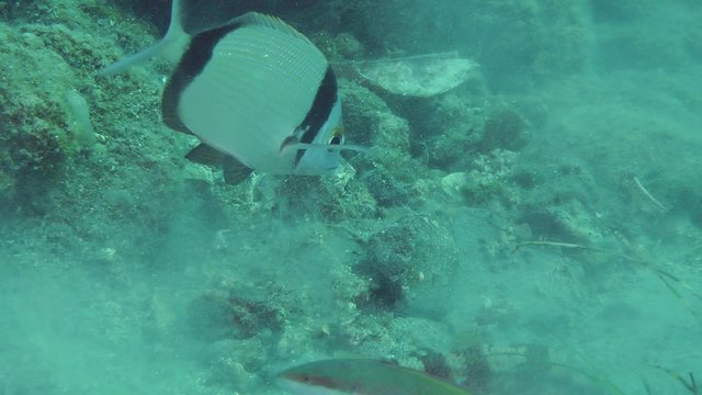 Marine fish Common two-banded sea bream (Diplodus vulgaris) accompanies goatfish in search of food.
