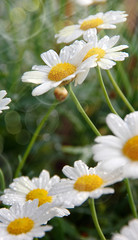 Fototapeta premium Margeriten