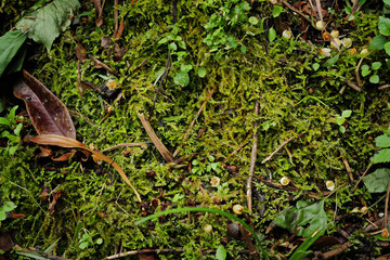 adventurous green nature background