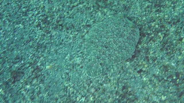 Marine fish Wide-eyed flounder (Bothus podas) swims over a sandy bottom.
