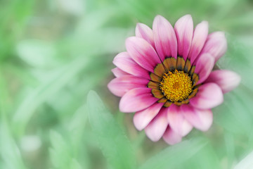Obraz premium beautiful pink flower blooming, spring concept