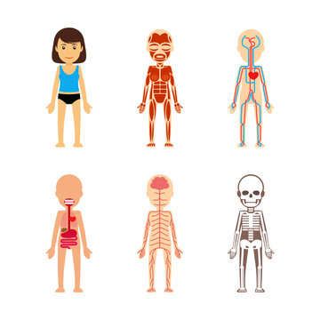 Female body anatomy. Circulatory system and skeleton, digestive system and nervous system. Vector illustration.