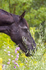 portrait of a horse that eats grass