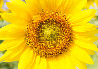 Obraz premium Sunflowers