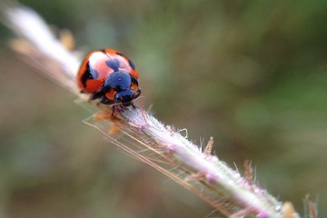 Ladybug on grass