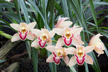 cymbidium orchid also known as Muskateer - obrazy, fototapety, plakaty