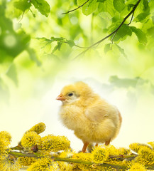 spring chicken and spring branch