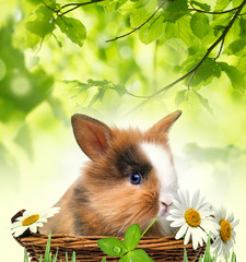 little rabbit in a basket with flowers