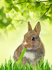little baby rabbit eating a grass