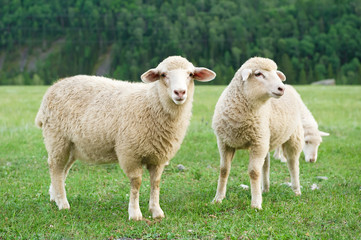 Sheeps in a meadow in the mountains
