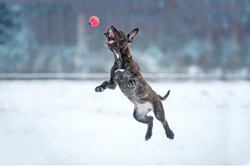 American staffordshire terrier puppy playing with a ball in winter