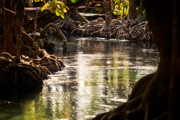 closeup river gleams among mangrove trees under sunlight in park