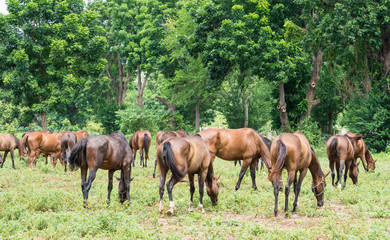 Obraz na płótnie Canvas A herd of horses