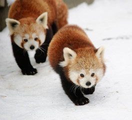red panda in winter