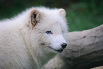 arctic fox with blue eyes close up photo