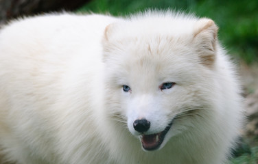 Obraz premium white arctic fox close up