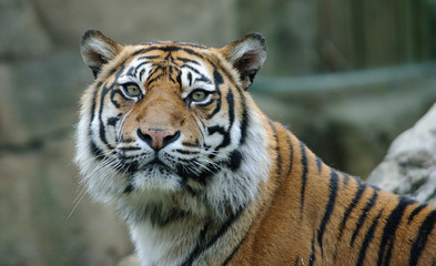 close up portrait of tiger