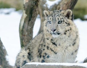 snow leopard in winter day