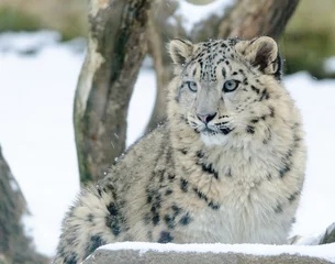 Fotobehang snow leopard in winter day © havranka